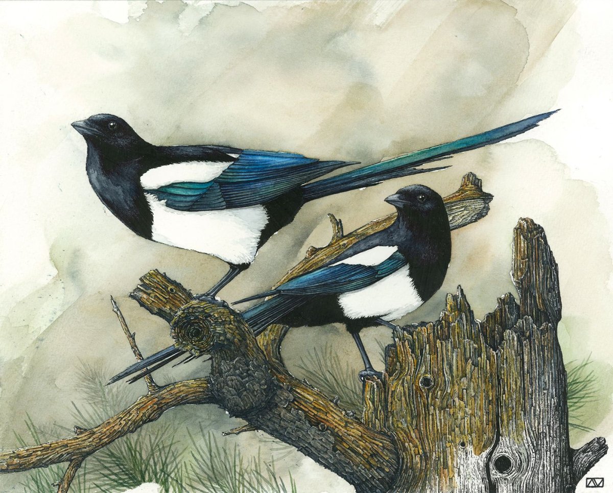 Сорока в живописи