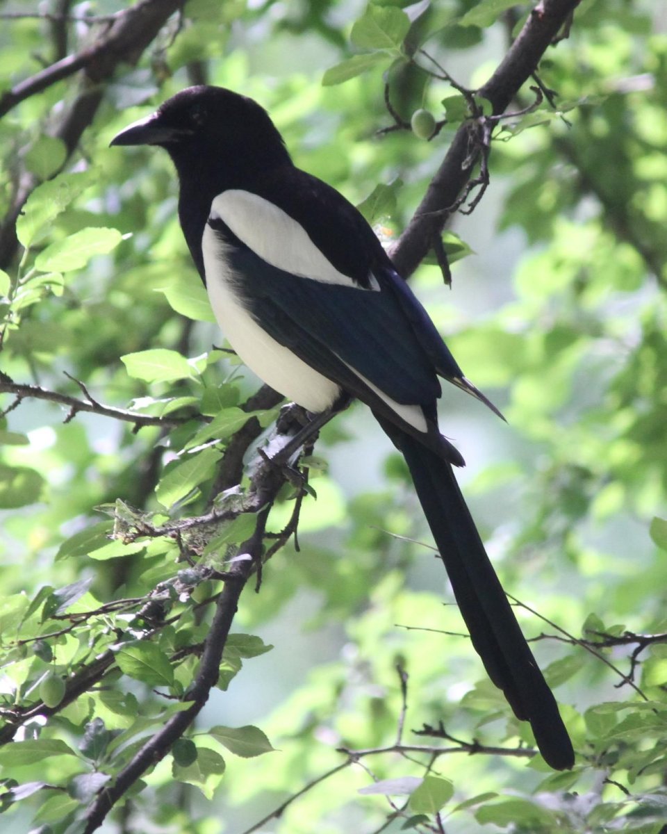 Сорока обыкновенная