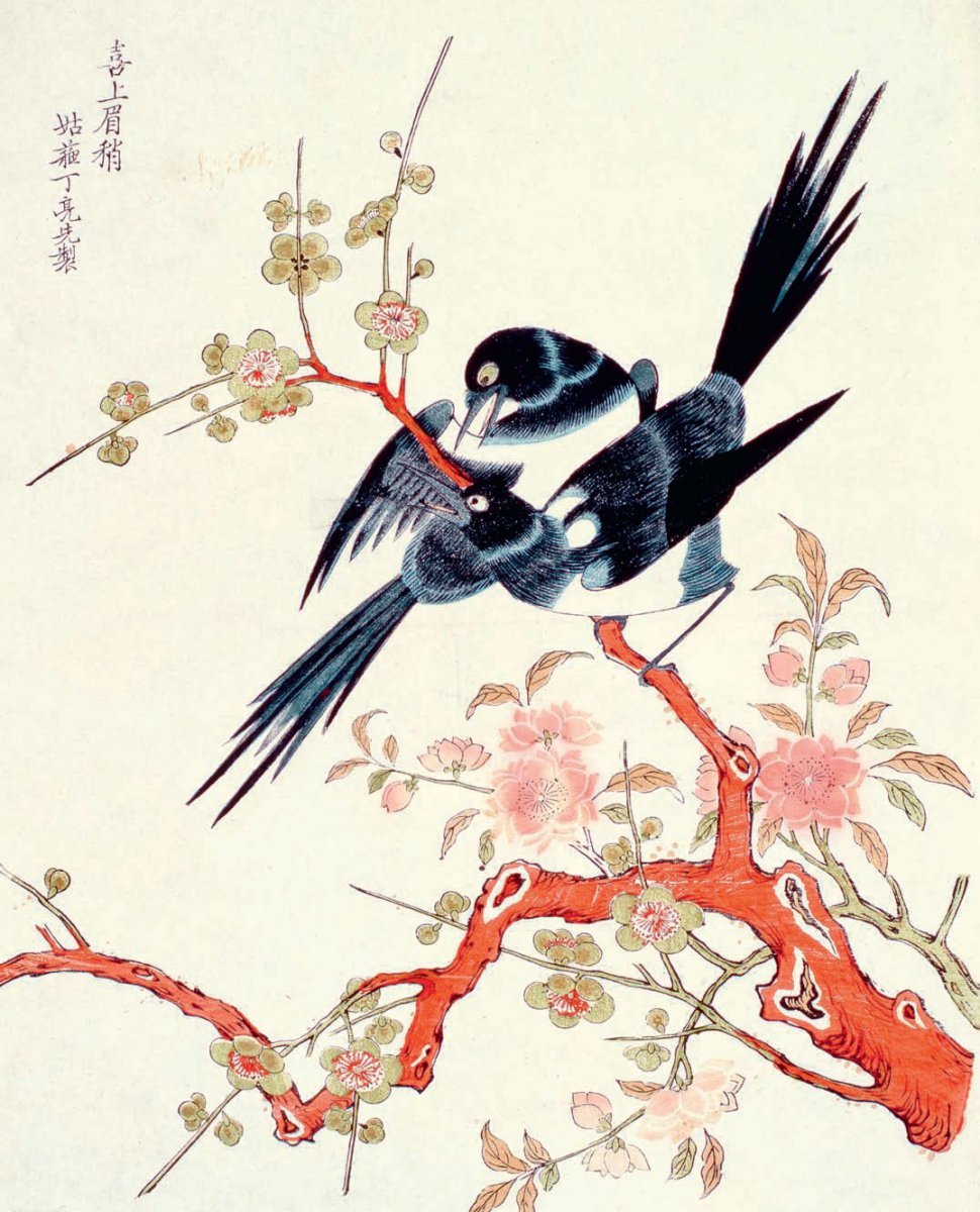 Австралийская сорока Магпай полёт