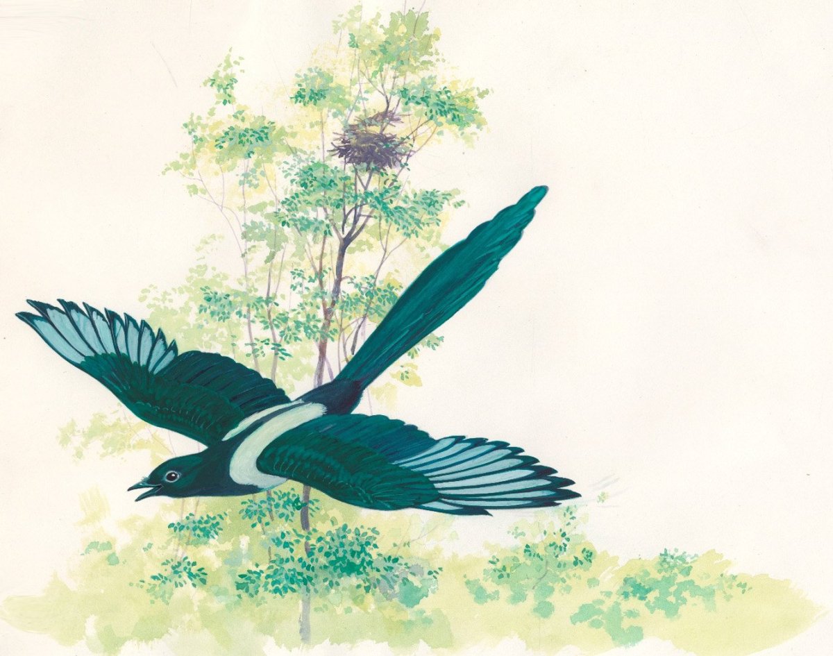 Сорока в полете на белом фоне