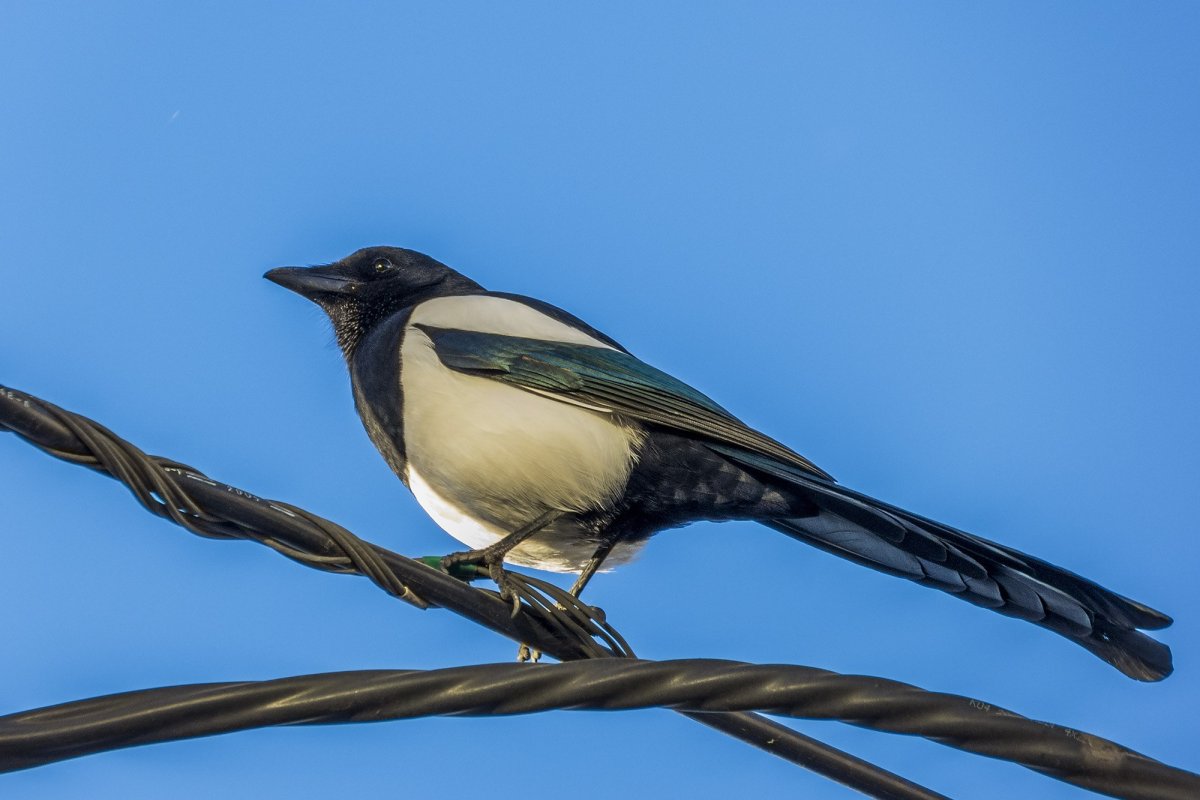 Сорока на дереве