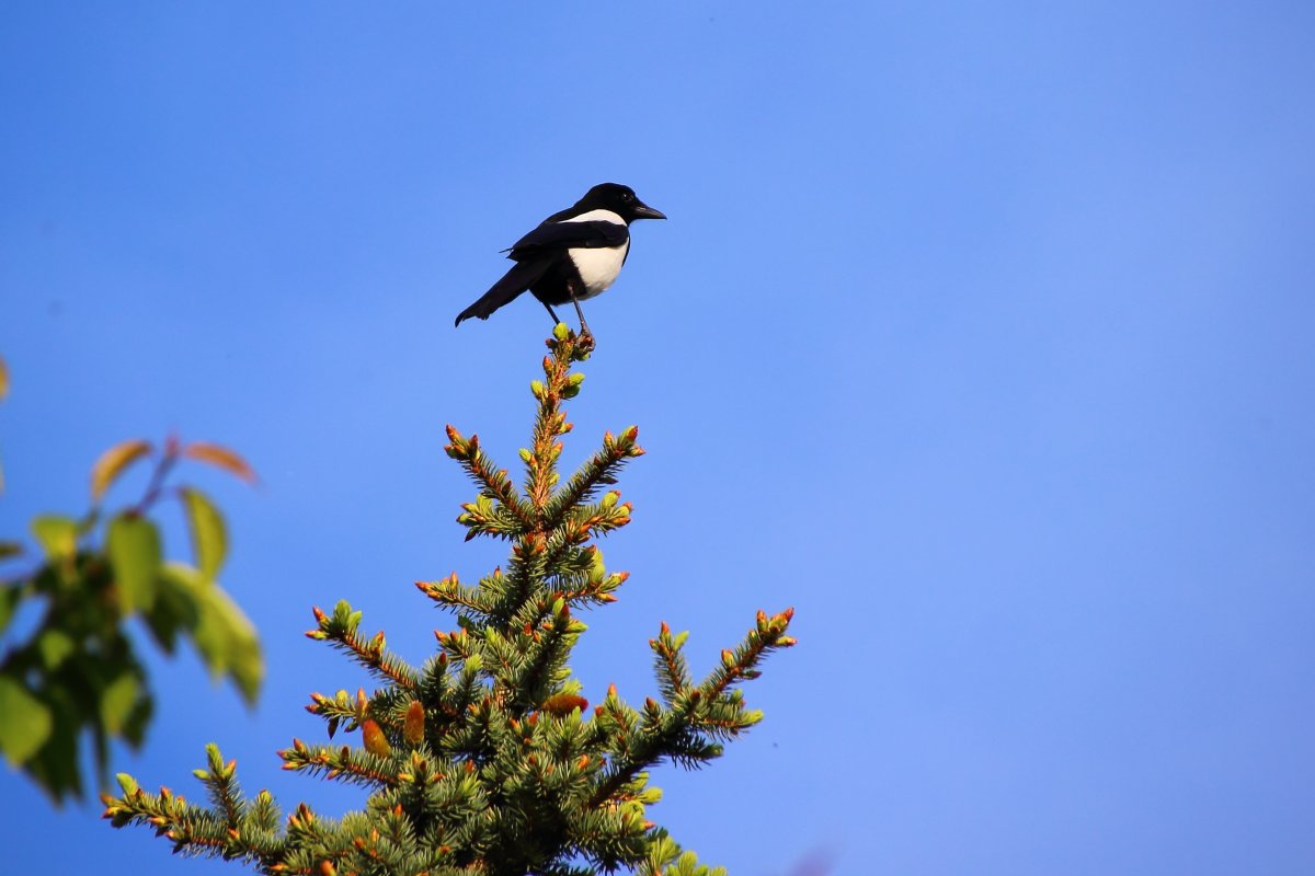 Птица черно белая