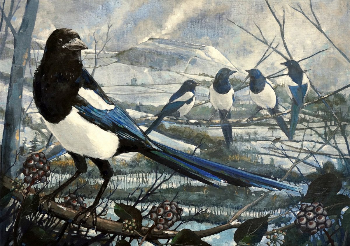 Сорока с длинным хвостом