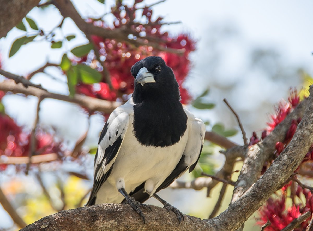 Pied Butcherbird