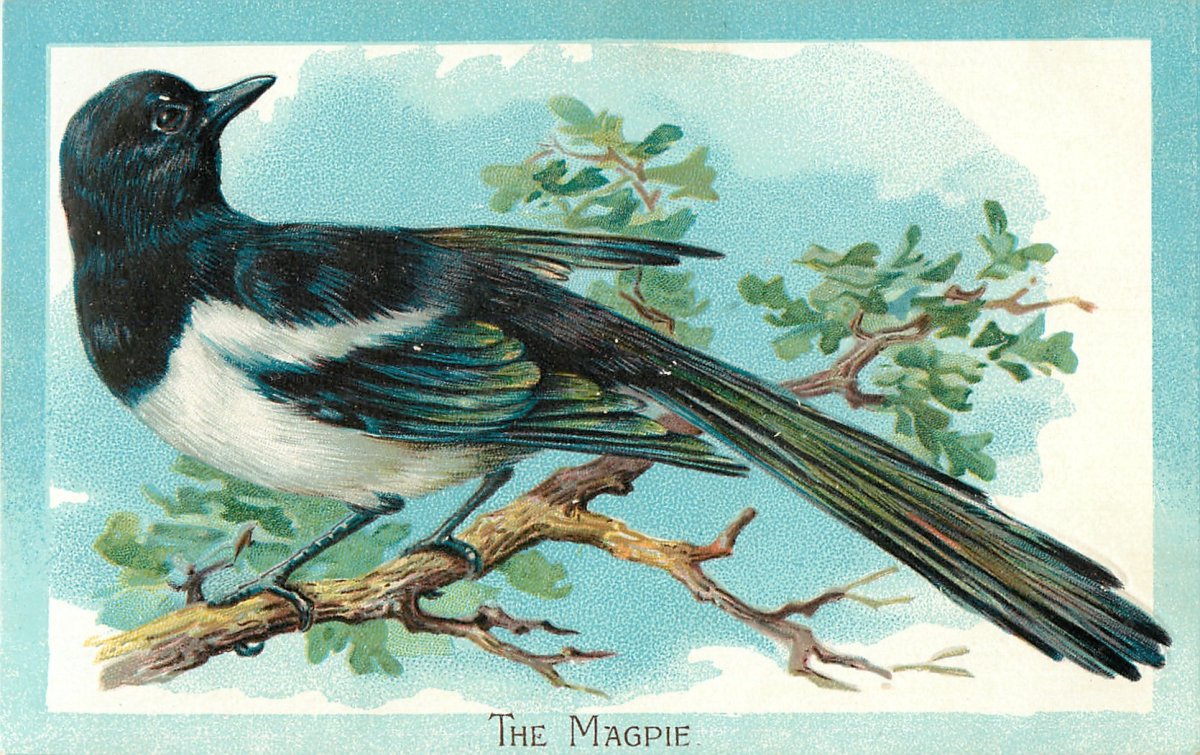 Сорока Перелетная птица