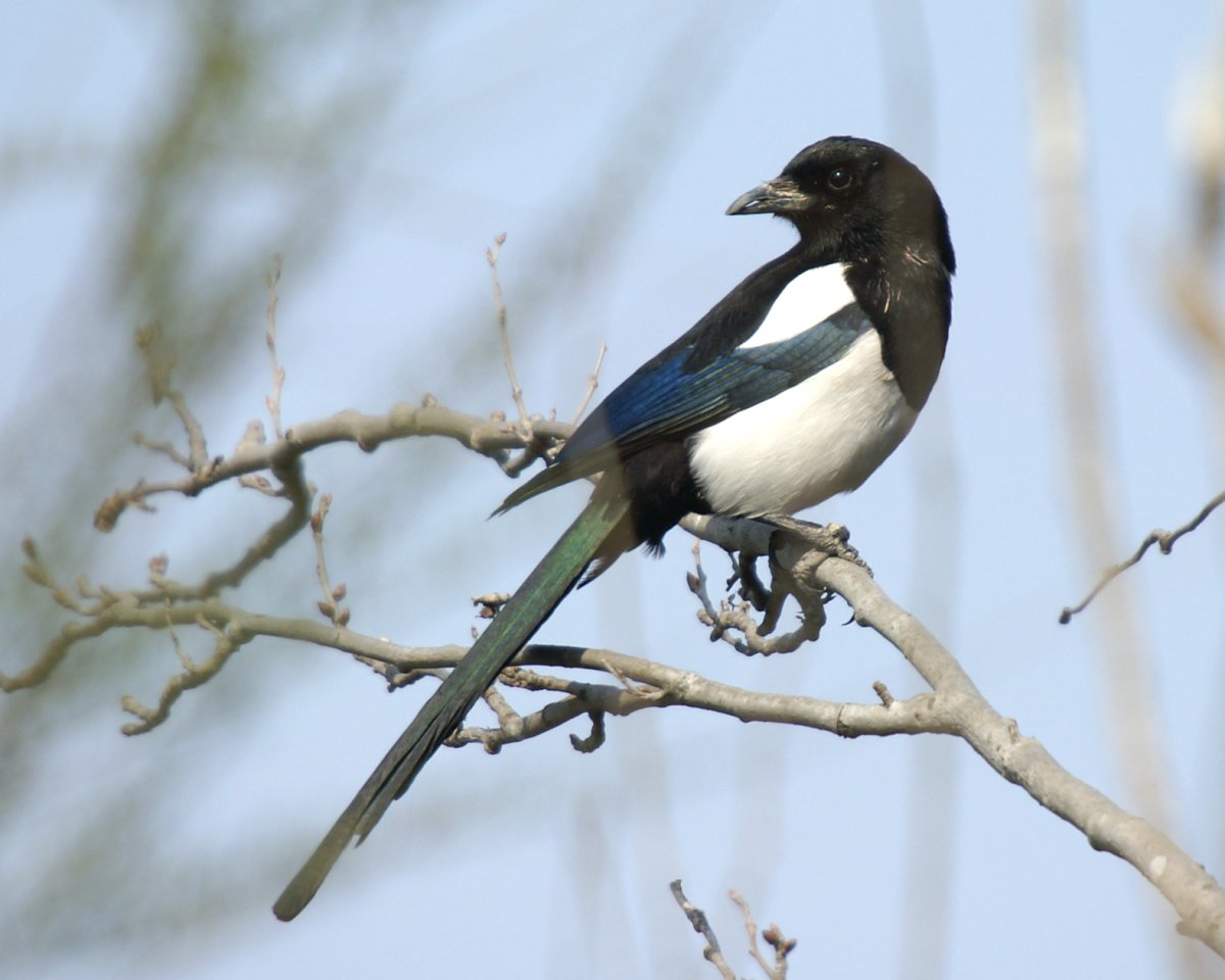 Обыкновенная сорока (pica pica),