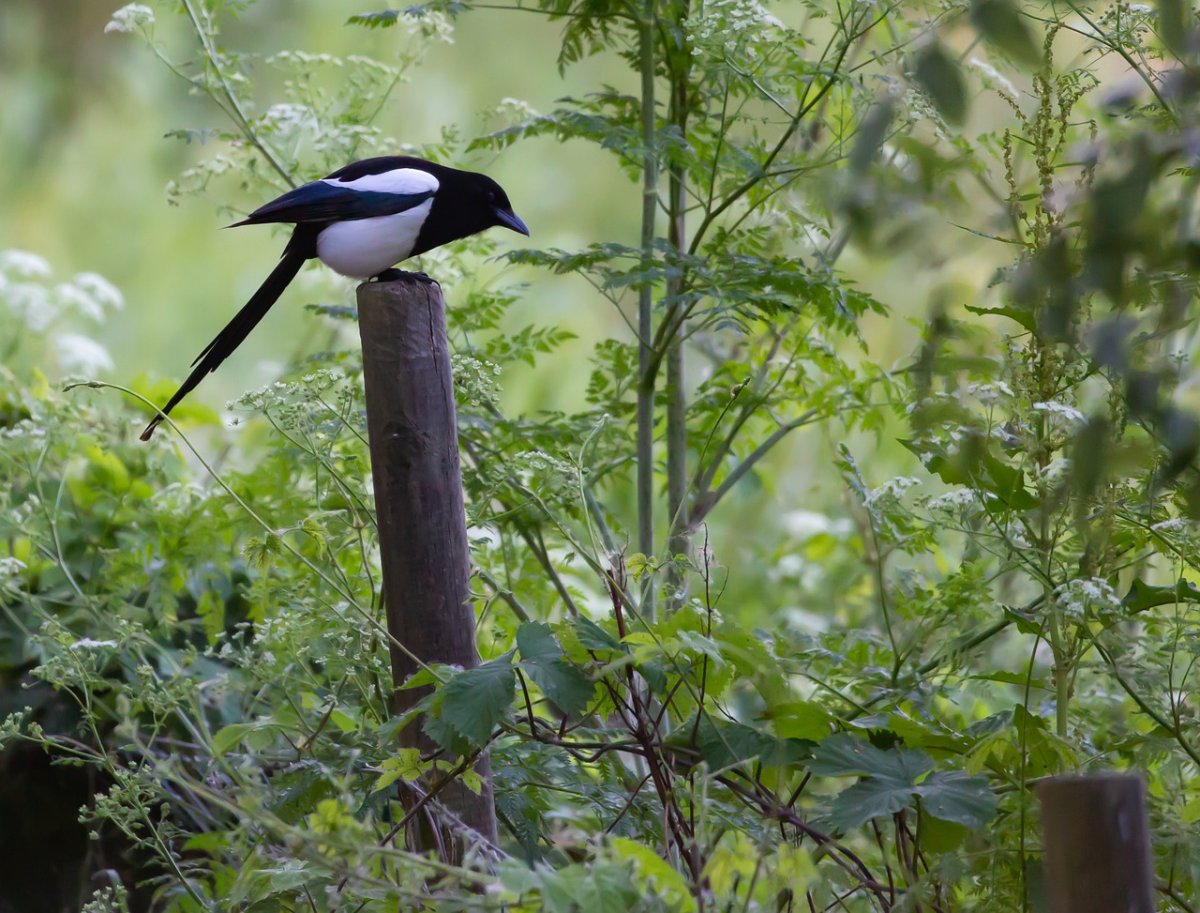 Сорока на дереве