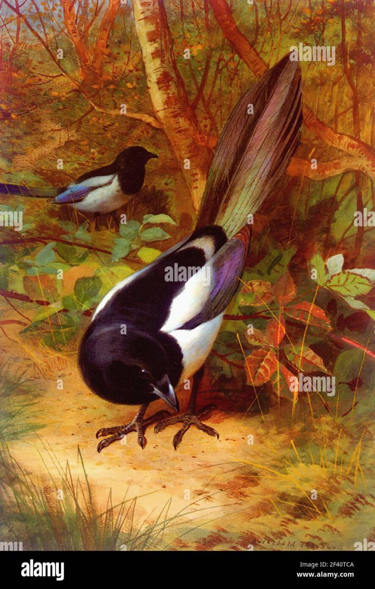 Сорока на ветке