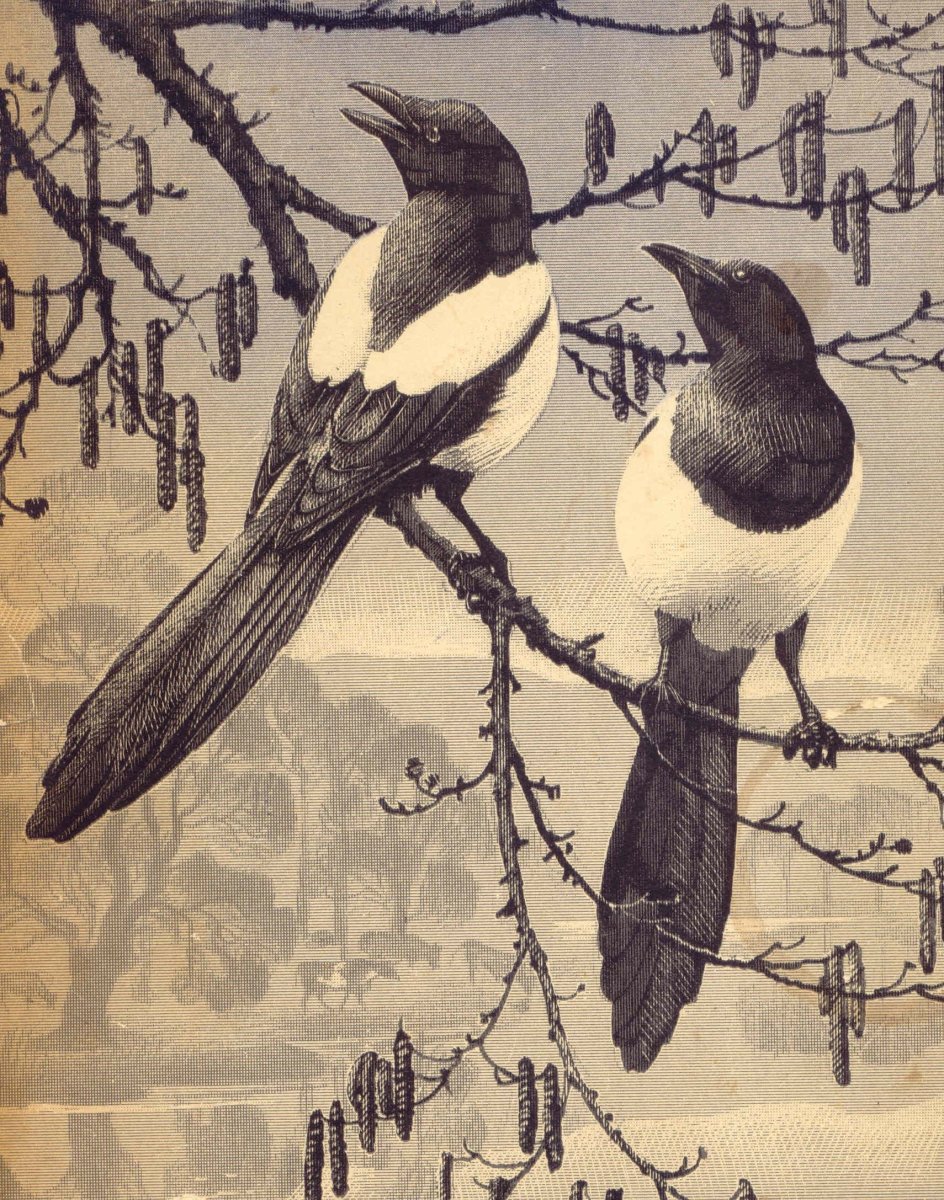 Сорока рисунок