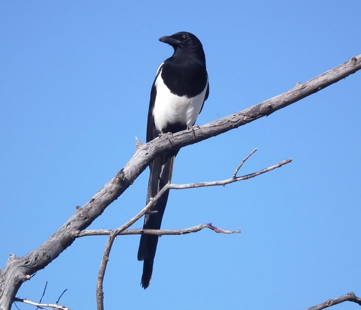 Сорока в разных ракурсах