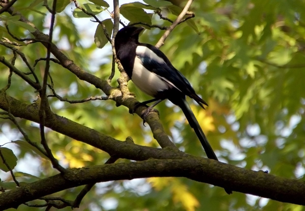 Животное с клювом на дереве