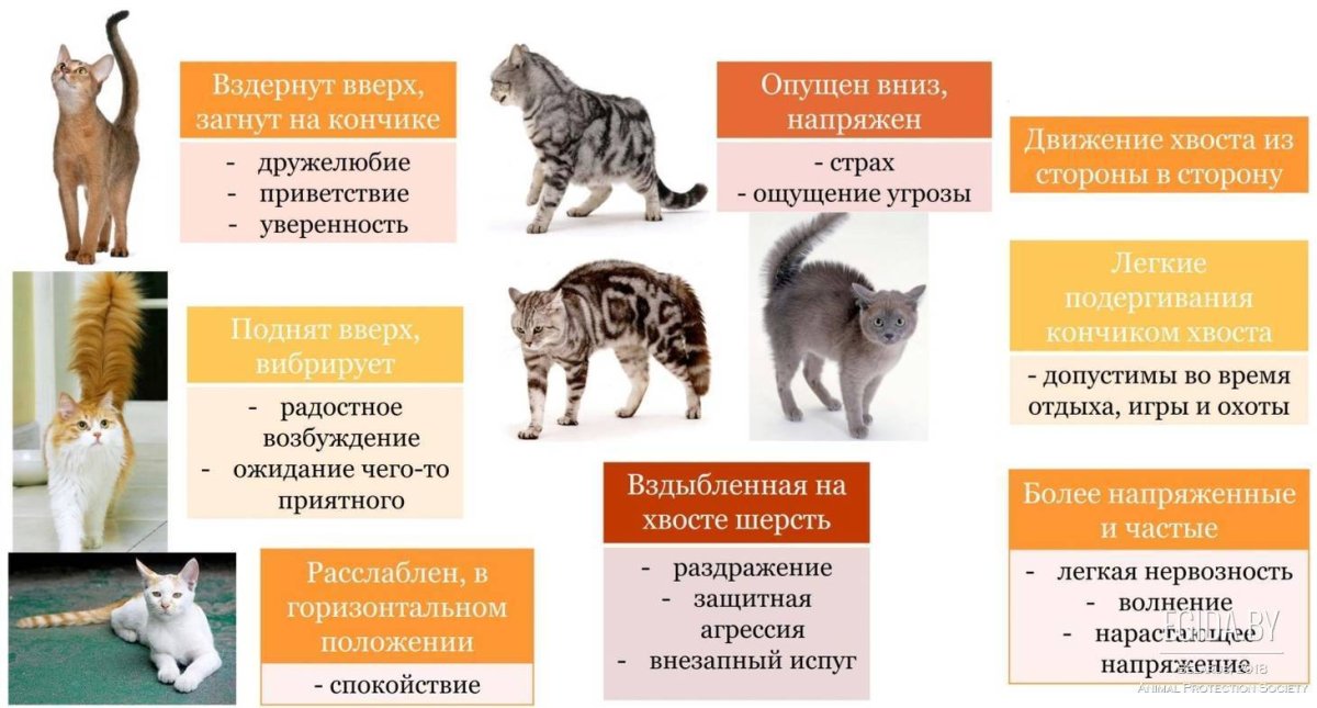 Поведение кошки