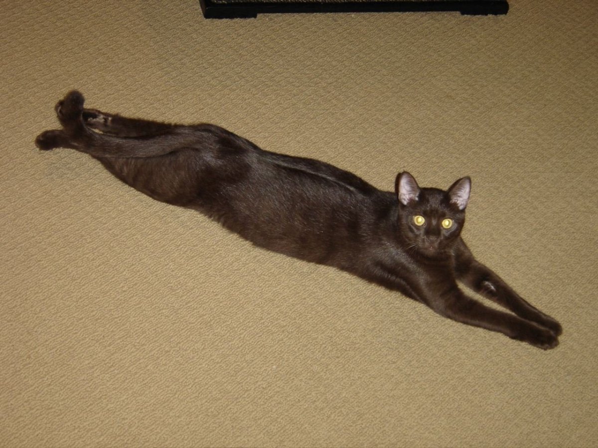 Кот с вытянутыми лапами