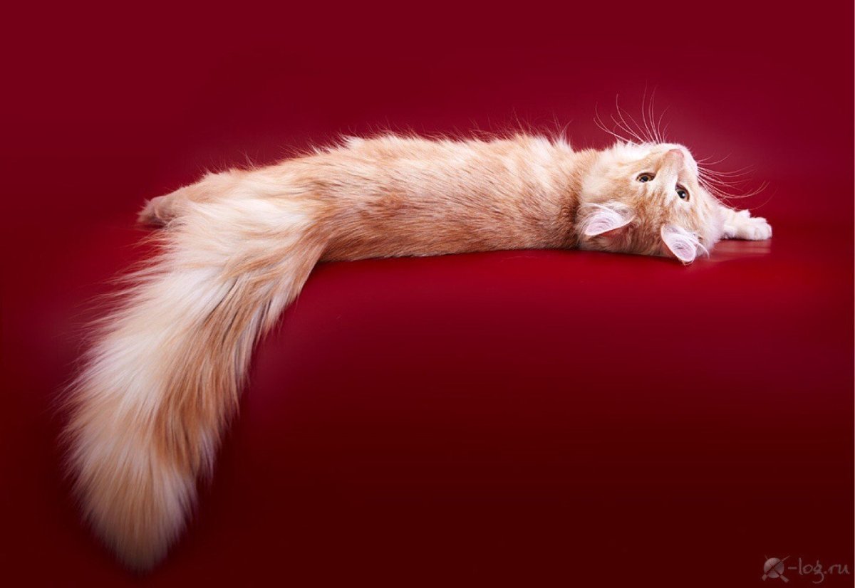 Хвост Мейн куна