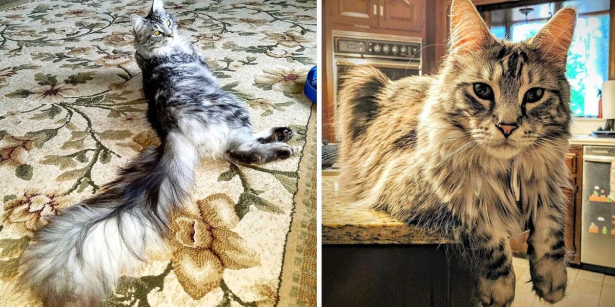 Сигнус кот порода