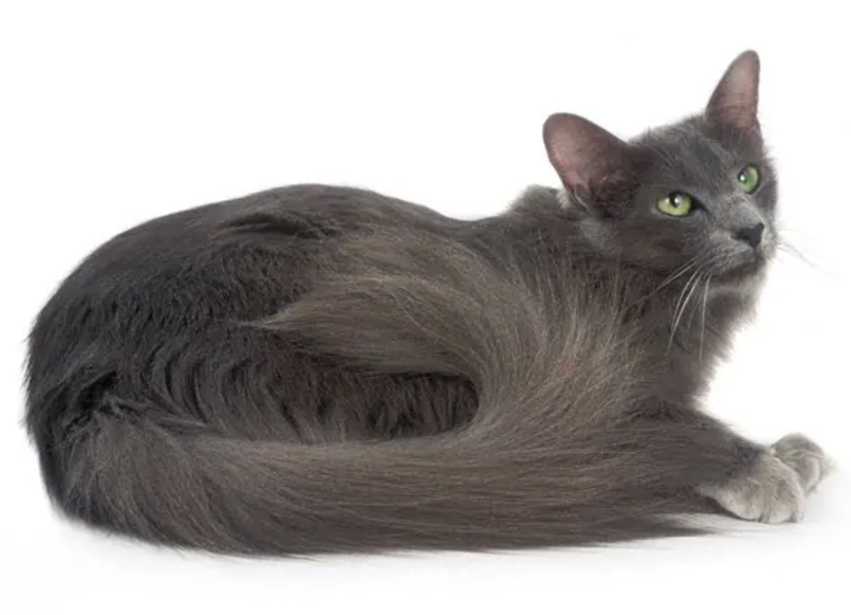 Яванская кошка биколор