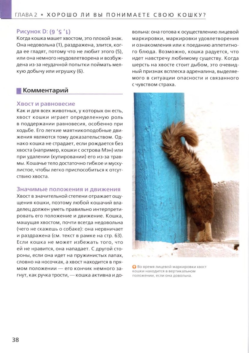 Белые Мейн куны