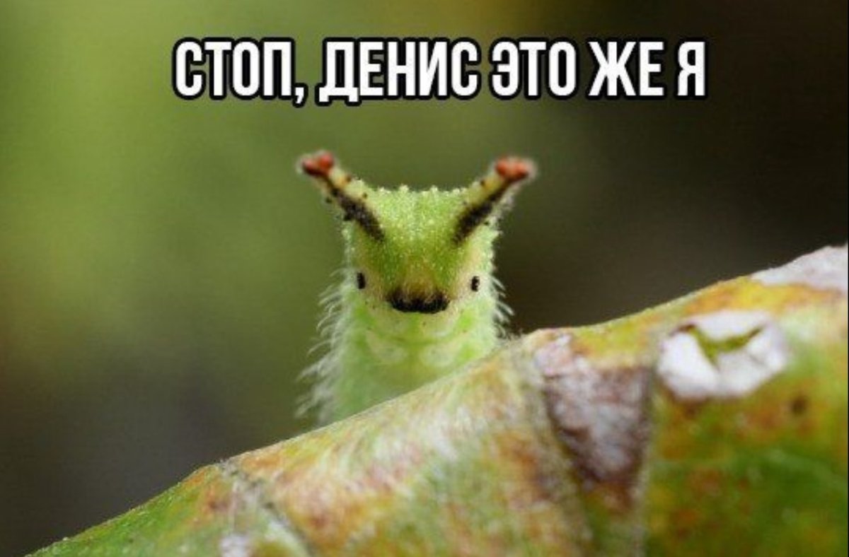 Венесуэльский пуделевый мотылек тутовый шелкопряд