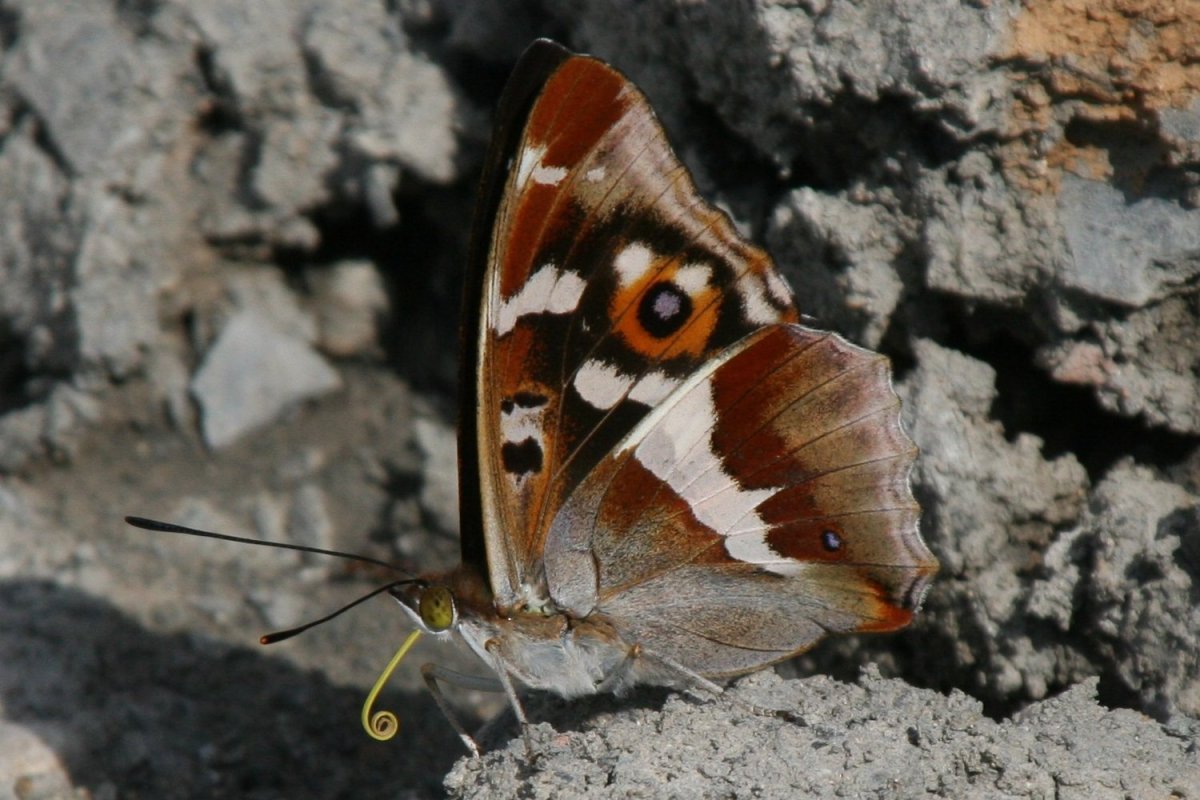Polyura Sempronius гусеница