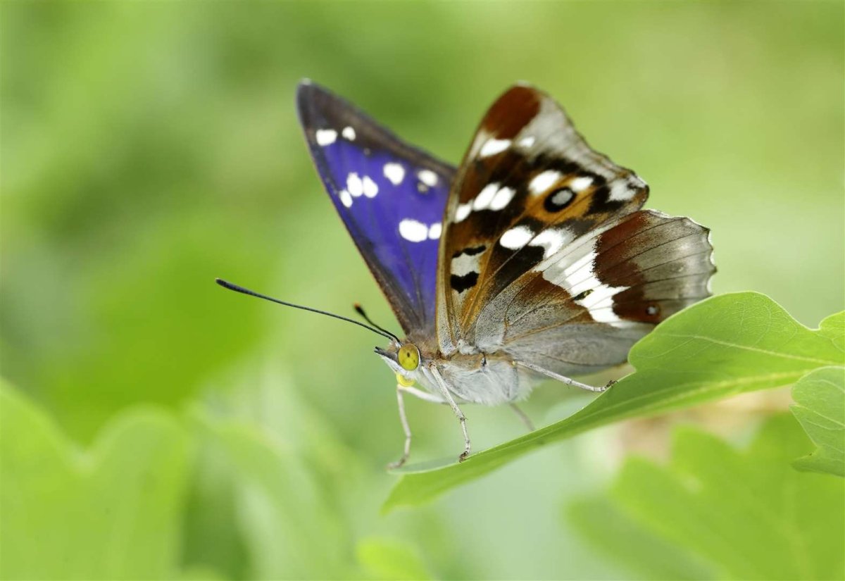 Бабочка Павлиноглазка атлас
