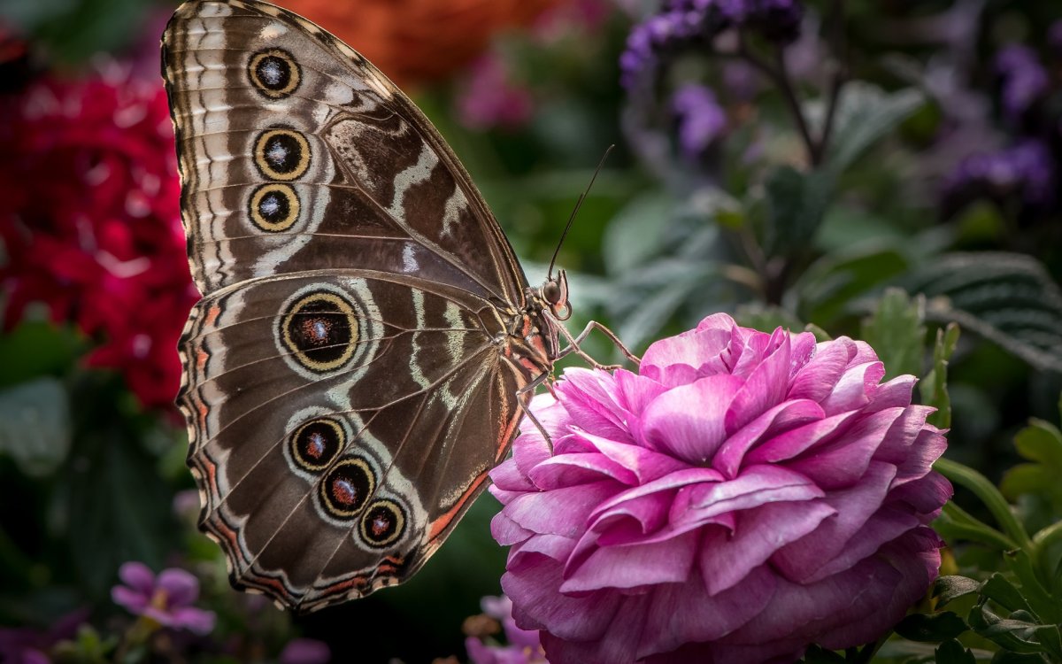 Японская Императорская бабочка