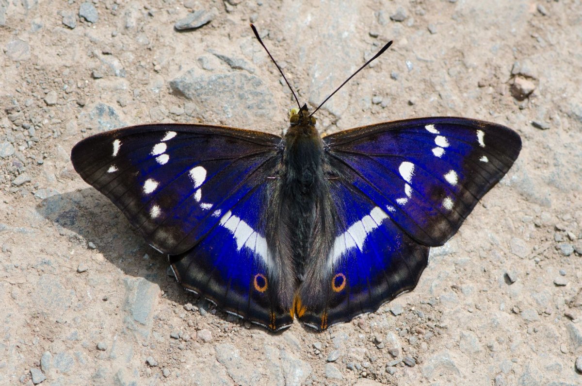 Павлиноглазка атлас Attacus Atlas