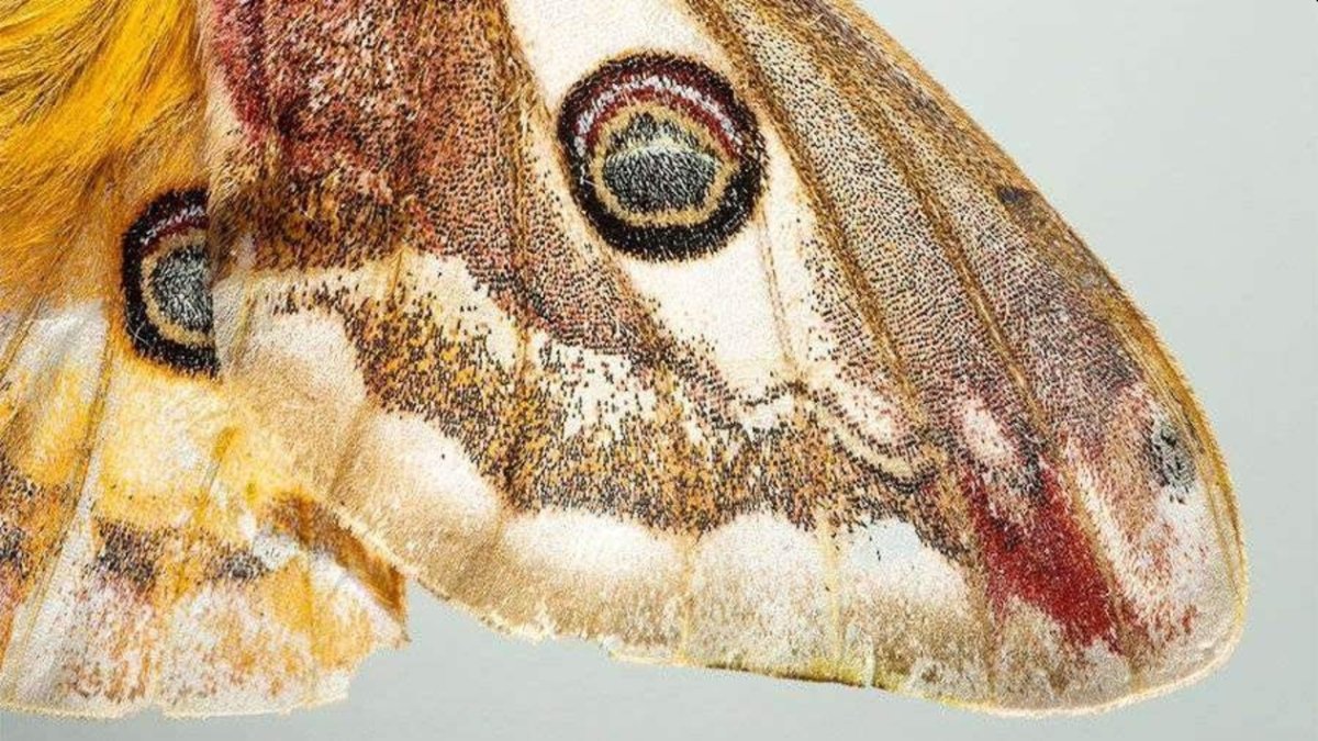 Бабочка крапчатый Арлекин