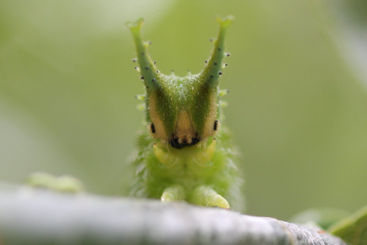 Бабочки Африки