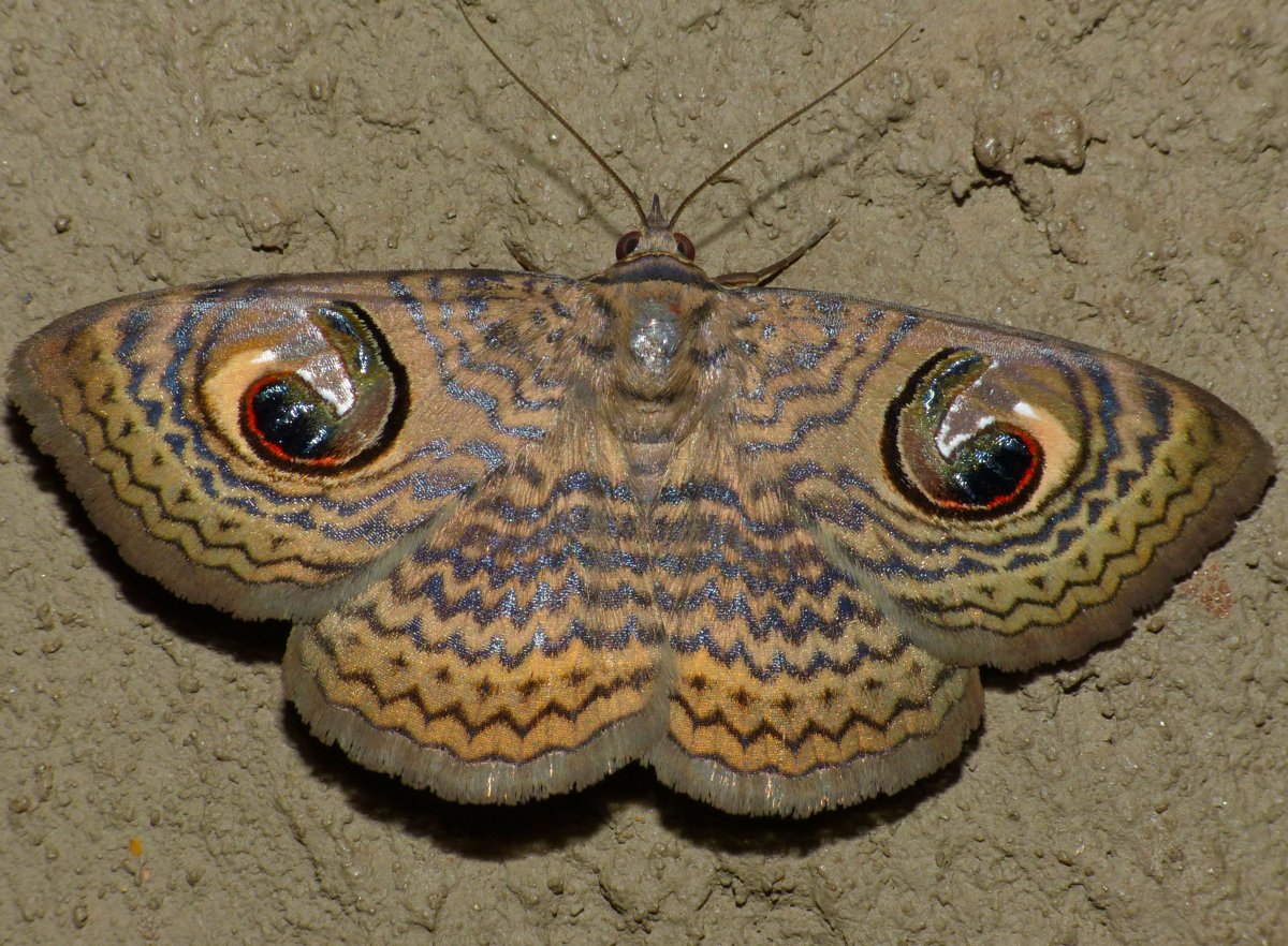 Японская бабочка Император