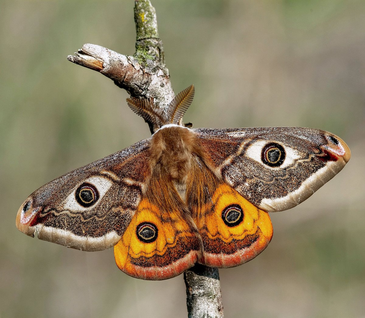 Сумеречница Император бабочка