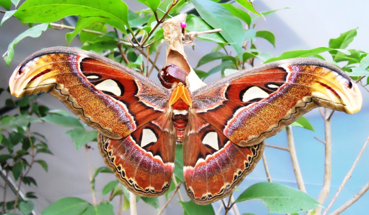 Чешуекрылые бабочки моли мотыльки