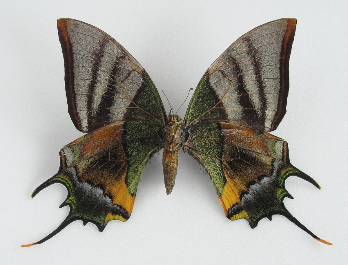 Пурпурный Император бабочка