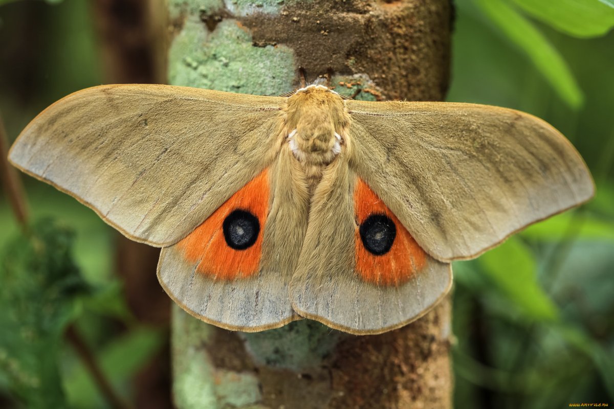 Необычные бабочки