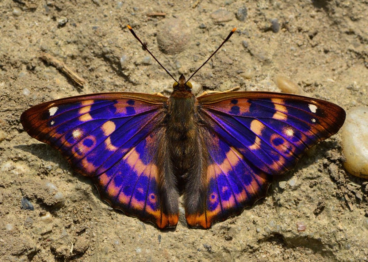 Певчий МОРФА