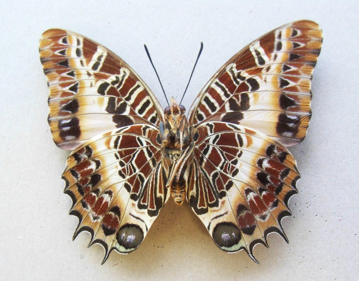 Ночная бабочка с глазами на крыльях