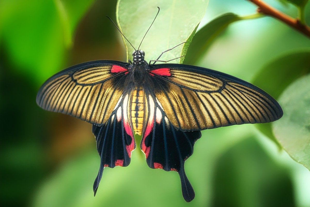 Аберрация Apatura