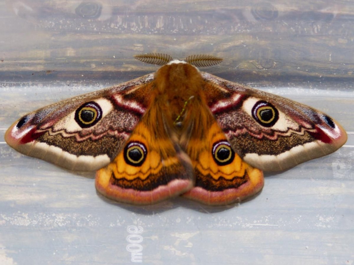 Бабочка с фиолетовыми крыльями в Подмосковье