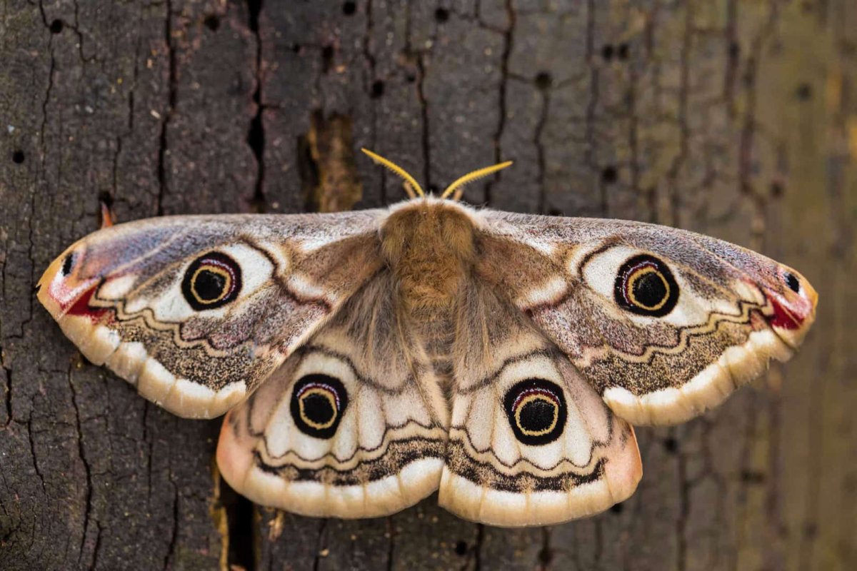 Saturnia Pavonia Emperor Moth (female)