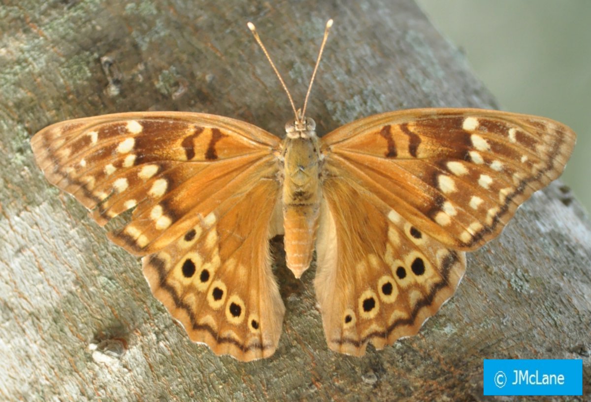 Бабочки тропических лесов Индии