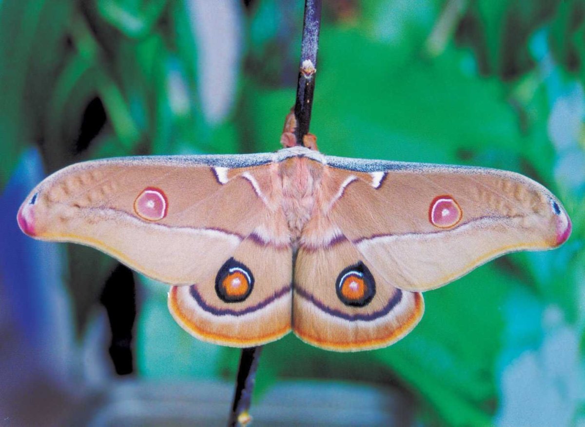 Павлиноглазка атлас шелкопряд