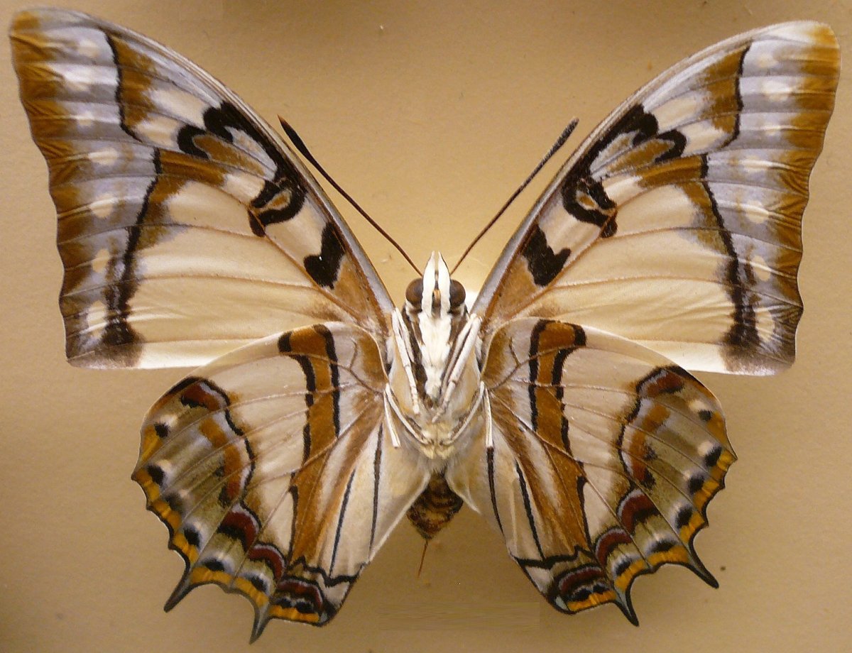 Павлиноглазка атлас Attacus Atlas