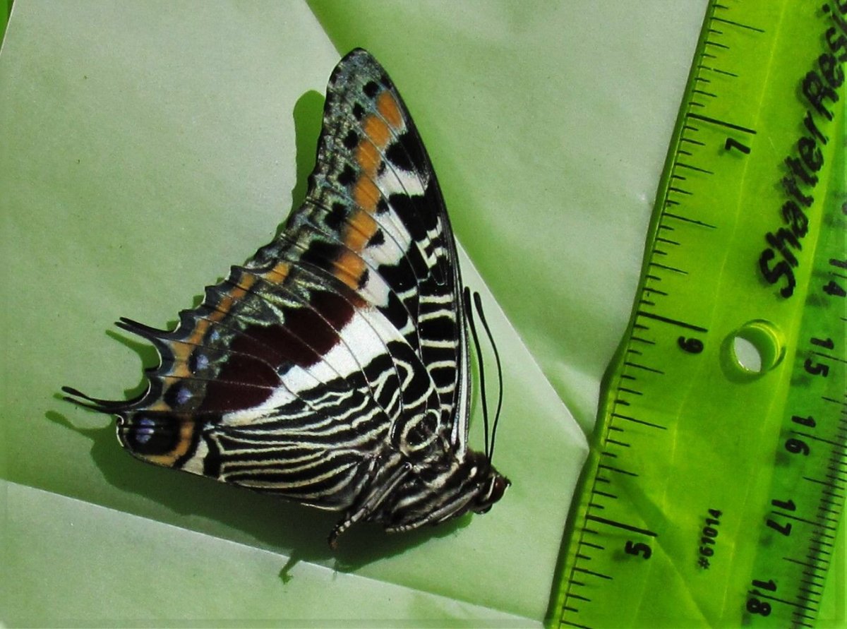 Павлиноглазка Артемида гусеница