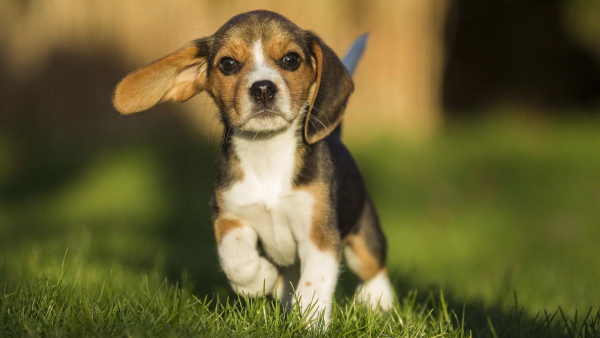 Бигль вислоухий