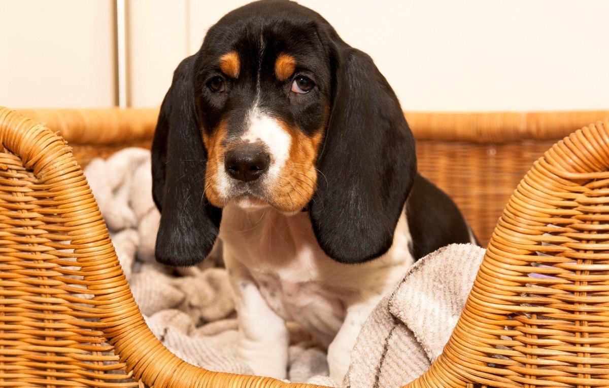 Бигль коричневый щенок