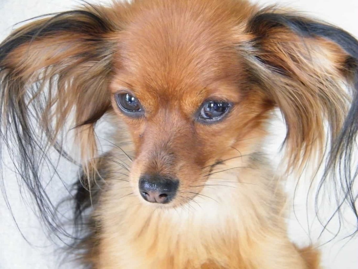 Спаниель с поднятыми ушами