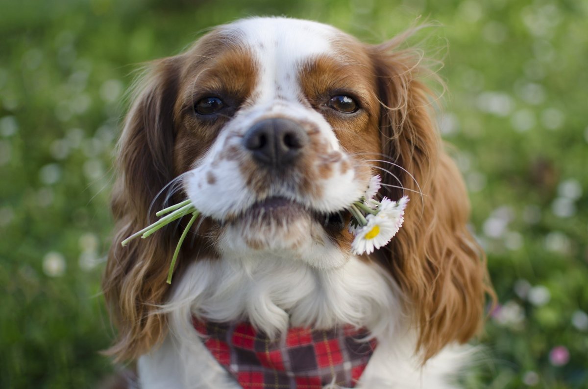 Бигль Мерль