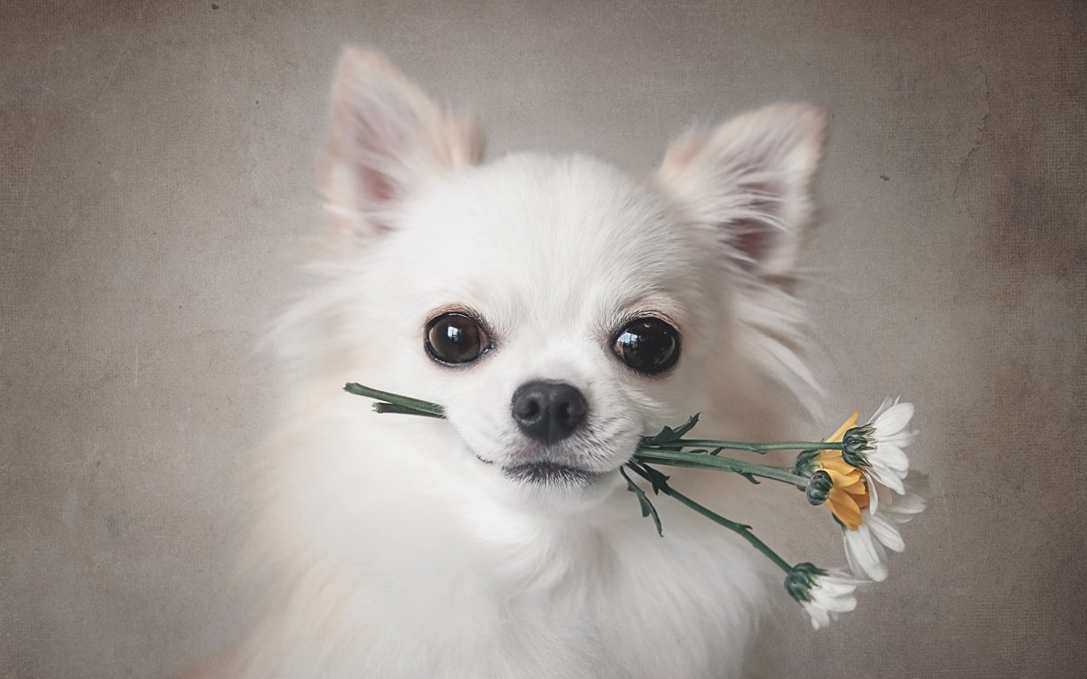 Щенки английского кокер спаниеля