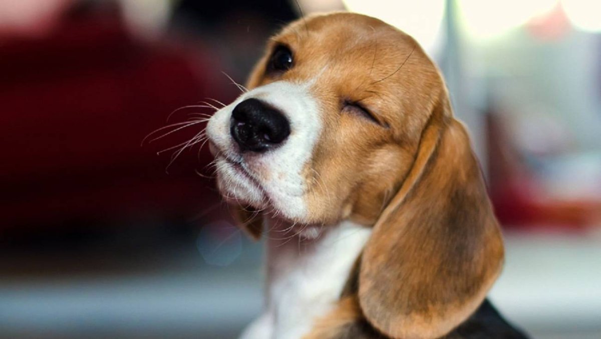 Взгляд бассета