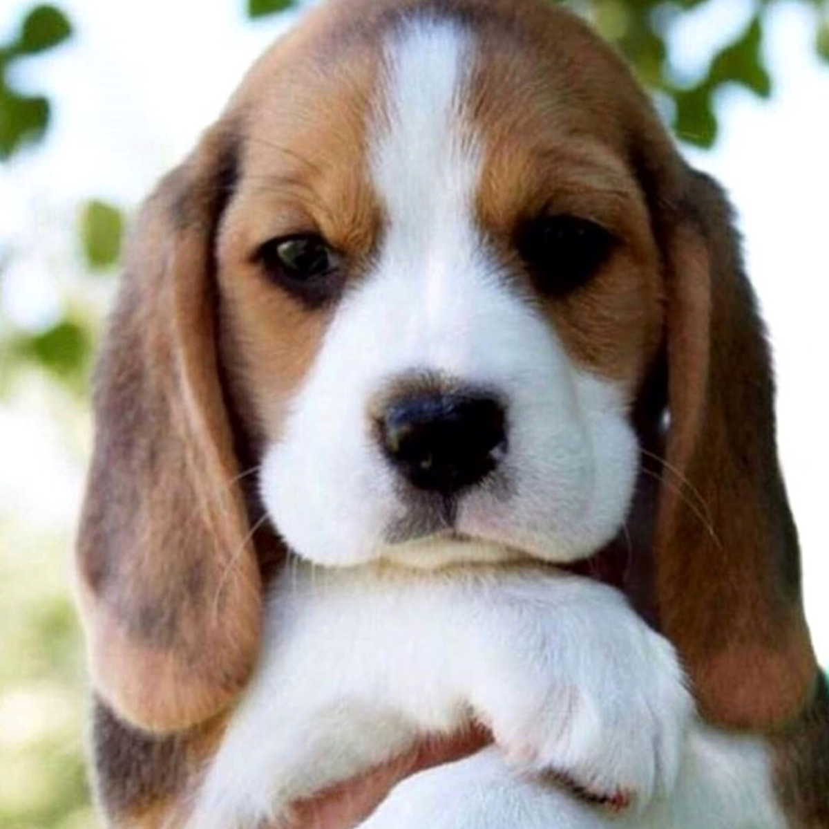 Кавалер Кинг Чарлз спаниель