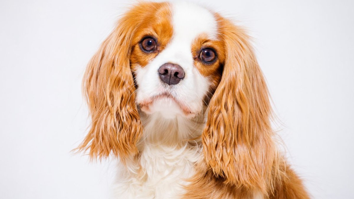 Кинг Чарльз спаниель